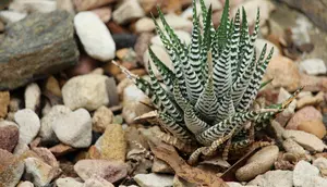 10 Tanaman Hias dengan Daun Bergaris seperti Zebra, Coraknya Unik dan Mudah Dirawat