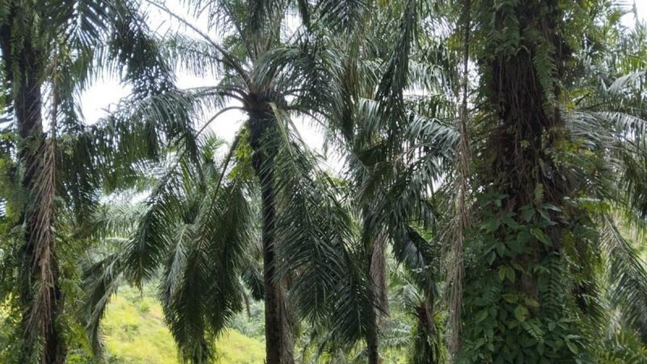 Pemkab Bengkulu Tengah Usulkan 212 Hektare Program Replanting Sawit untuk Tahun 2026