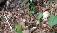 Niat Cari Madu di Hutan, Warga Malah Temukan Tengkorak Manusia