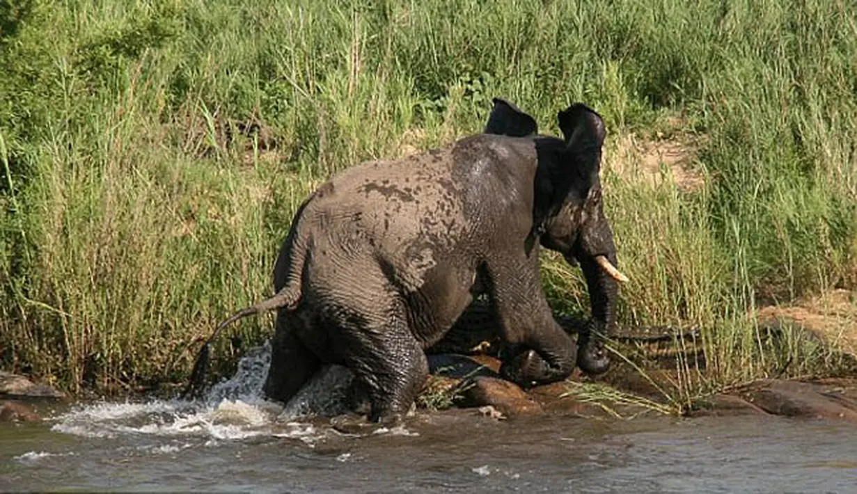 Sang gajah membanting buaya ke tanah, mendorongnya menggunakan gading dan menginjak sang buaya, Afrika Selatan, Kamis (5/2/2015). (Dailymail)