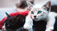 Kucing (Sumber: Unsplash)