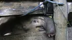 Anak gajah liar yang kehilangan separuh belalainya dirawat di pusat konservasi gajah di Saree, Aceh Besar, pada 15 November 2021. Anak gajah betina yang diperkirakan berumur 12 bulan itu mengalami luka serius akibat terkena jerat dibagian tengah belalai pada Minggu (14/11). (AP Photo/Munandar, File)