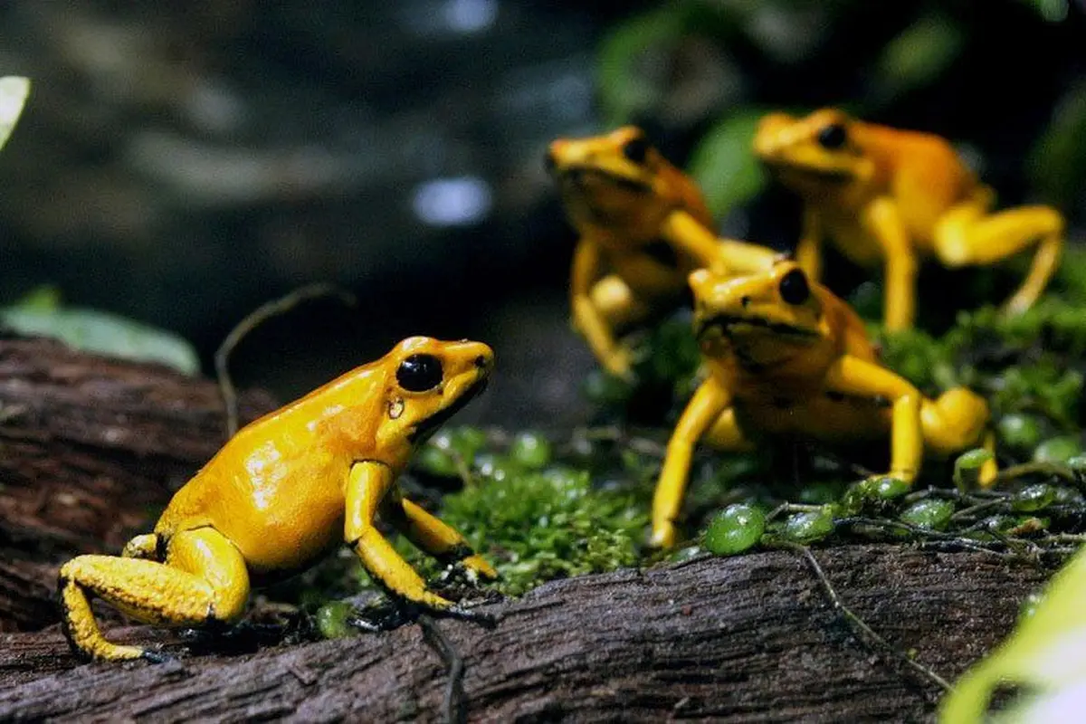Ilustrasi Katak Dart (AFP Photo)