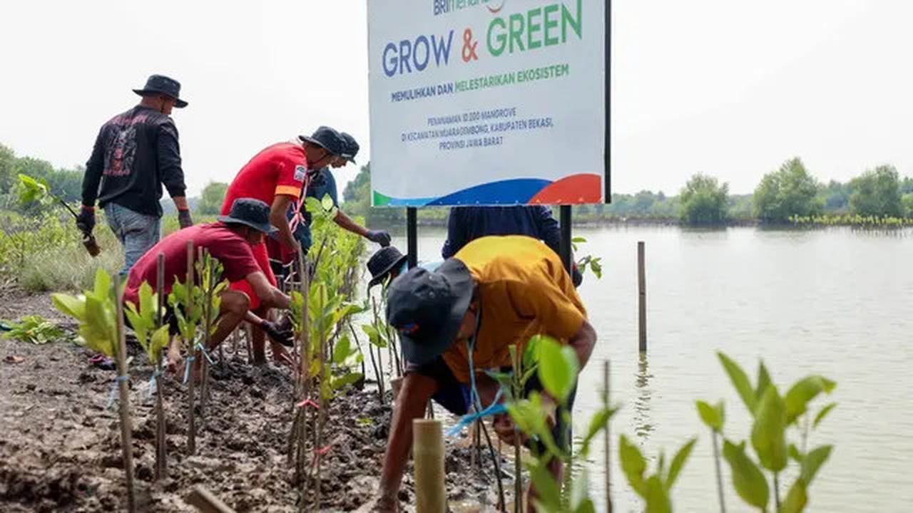 FOTO: Hari Mangrove Sedunia 2025, BRI Tunjukkan Aksi Nyata Selamatkan Ekosistem Pesisir Muara Gembong Bekasi