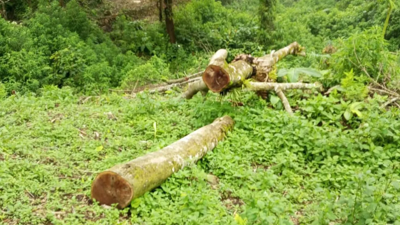 Pembalakan pohon di hutan Blok Cangkuang Gunung Salak, Kecamatan Cidahu, Kabupaten Sukabumi.