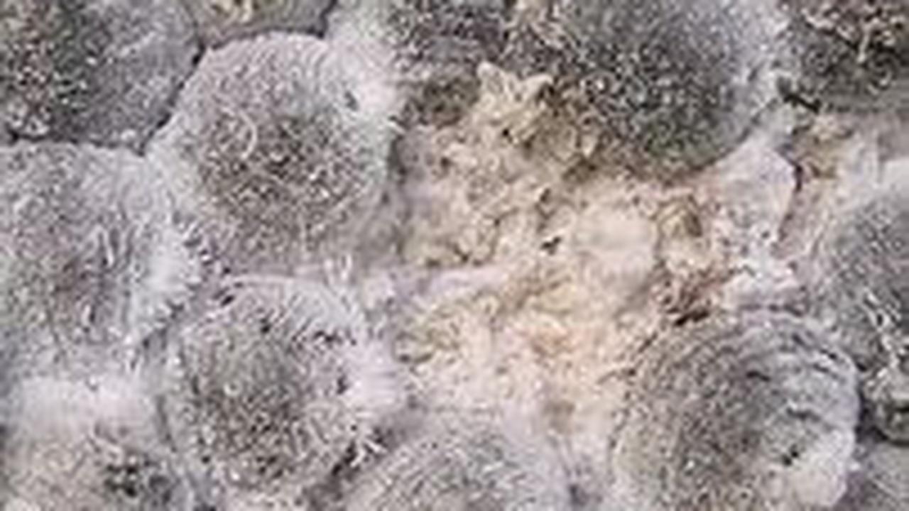 Asal Usul Kumbang Cochineal