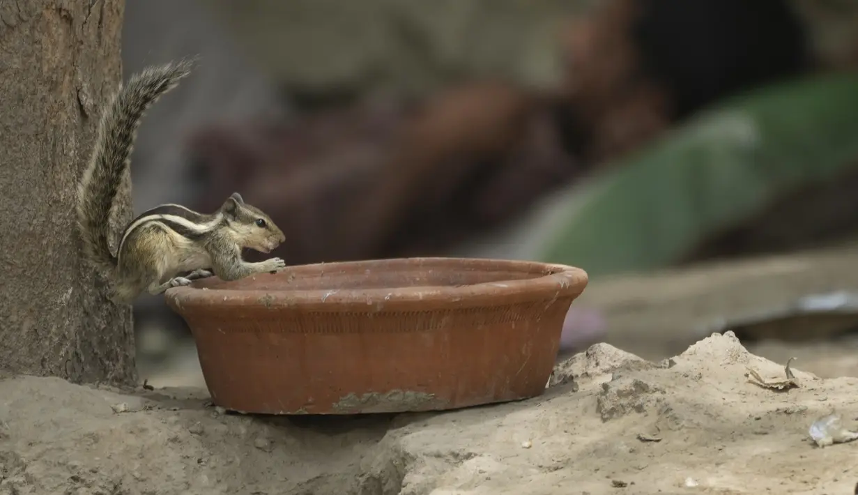 Seekor tupai minum air dari teko tanah sementara seorang tunawisma tidur di bawah naungan pohon untuk mengatasi panasnya cuaca di New Delhi, Jumat (20/5/2022). Ibu kota India dan sekitarnya tengah menghadapi kondisi gelombang panas yang ekstrem. (AP Photo/Manish Swarup)