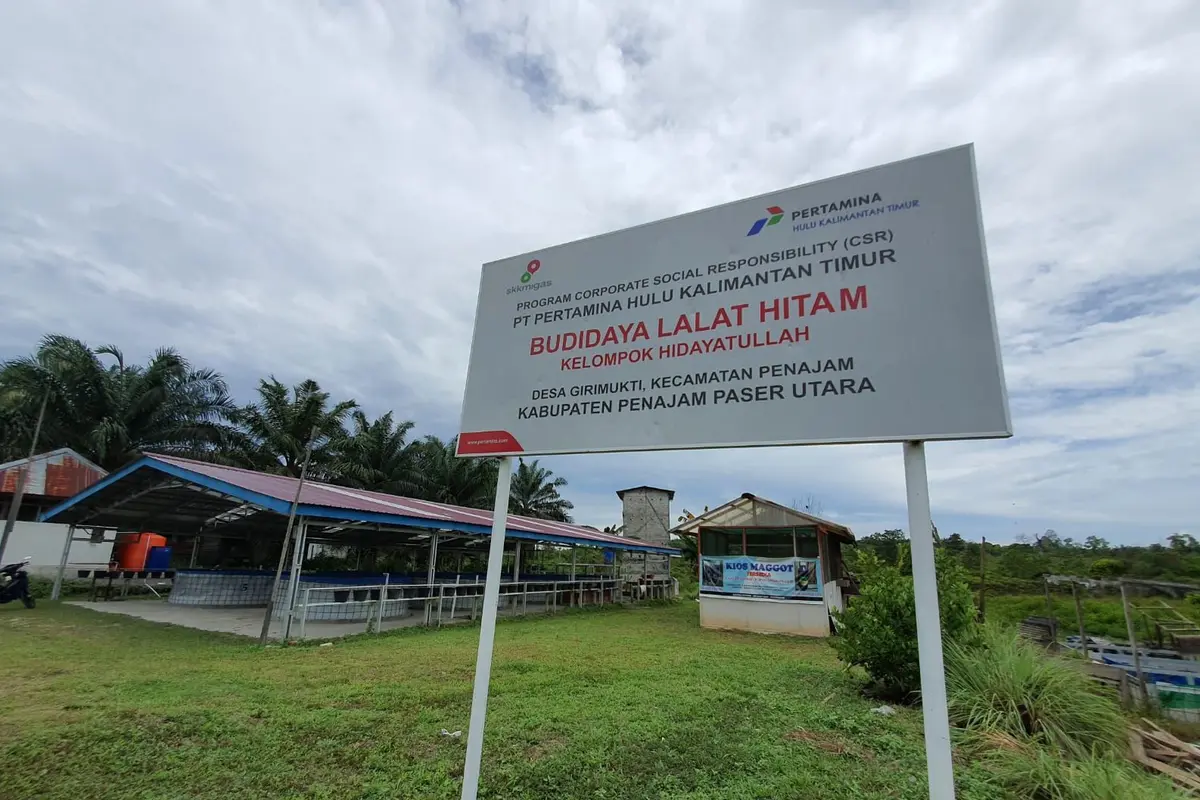 Program Budidaya Lalat Hitam atau Bulatih yang merupakan program CSR unggulan PT Pertamina Hulu Kalimantan Timur (PHKT) (Dok Pertamina)