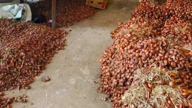 Hasil kotor petani bawang merah ditargetkan 96 juta rupiah tiap kali panen, dengan penguasaan 0,4 hektar tanah. (Foto: Liputan6.com/Wisnu Wardhana)