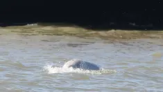 Seekor paus beluga atau paus putih muncul di permukaan Sungai Thames dekat Gravesend timur London, Rabu (26/9). Pengamat mengatakan, habitat mamalia laut ini ada di Arktik yang jaraknya mencapai ratusan mil dari lokasi ditemukan. (AFP/Daniel LEAL-OLIVAS)