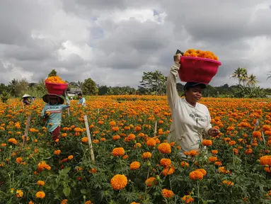 Pekerja yang membawa sekeranjang bunga marigold saat panen di Bali, Senin (21/9/2020). Umat Hindu di Indonesia sering menggunakan bunga Marigold saat berdoa sebagai persembahan. (AP Photo / Firdia Lisnawati)