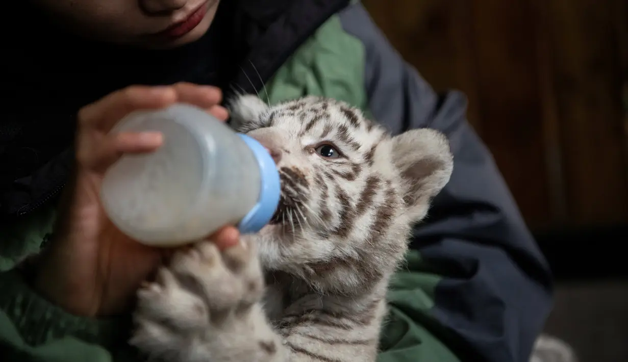 Petugas memberikan makan bayi harimau benggala putih yang diperkenalkan ke publik di Yunnan Wildlife Zoo, China, 12 Oktober 2018. Tiga bulan lalu, harimau benggala putih di bonbin itu melahirkan tiga anak kembar lucu bermata biru. (FRED DUFOUR / AFP)