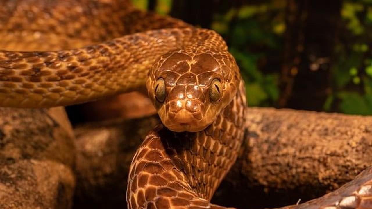 Selain ukurannya yang mengesankan, ular purba ini dapat memberikan wawasan tentang evolusi ular raksasa serupa.&nbsp;