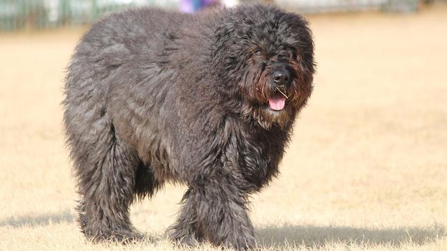 Bouvier des Flandres
