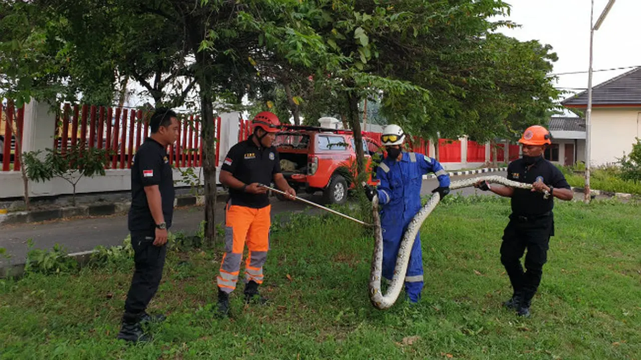 Bikin Geger, Ular Piton Sepanjang 3,5 Meter Masuk Kawasan Pabrik Rokok Tuban