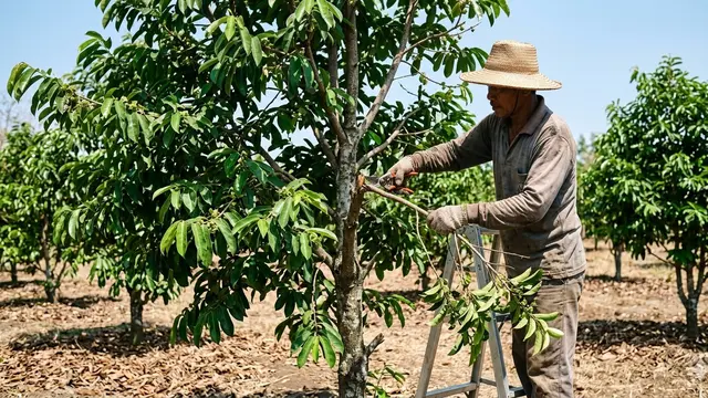 Cara Memangkas Pohon Buah Sirsak (Foto: Gemini AI)