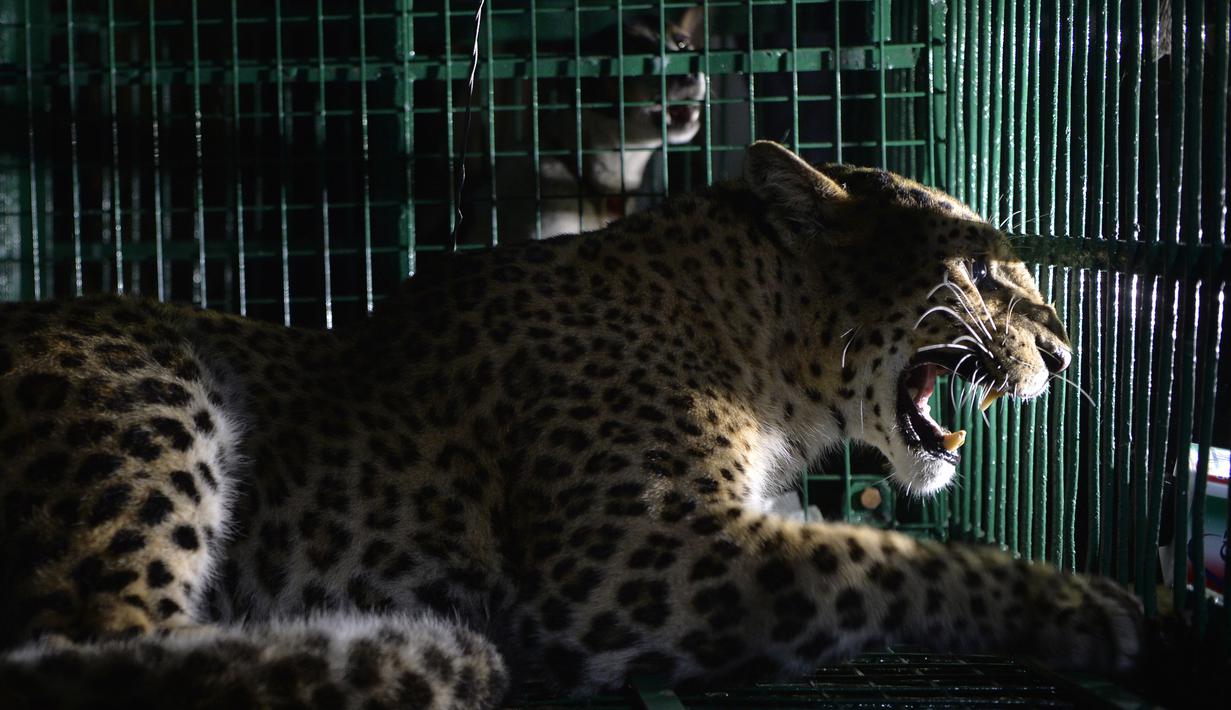FOTO Bikin Resah Warga Macan  Tutul  Liar Ditangkap di 