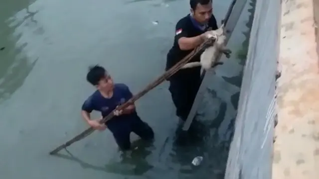 Damkar Selamatkan Kucing