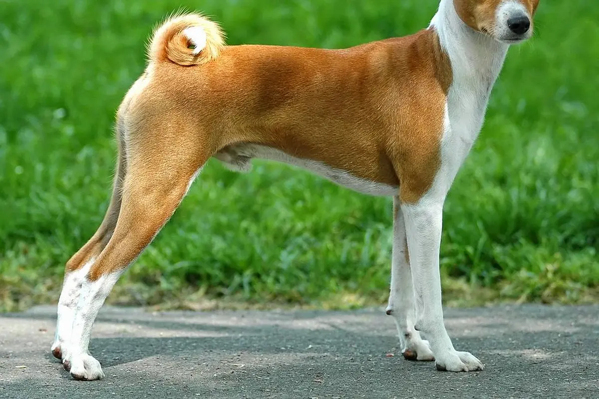 Anjing Ini Bertingkah Seperti Kucing dan Tidak Bisa Menggongong