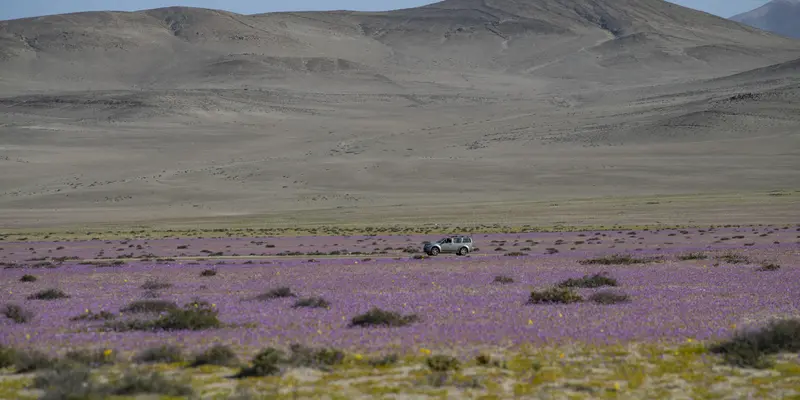 Bunga Mekar di Gurun Atacama Chile