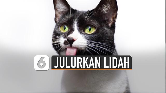 Berita Kucing Lucu Hari Ini Kabar Terbaru Terkini Liputan6 Com