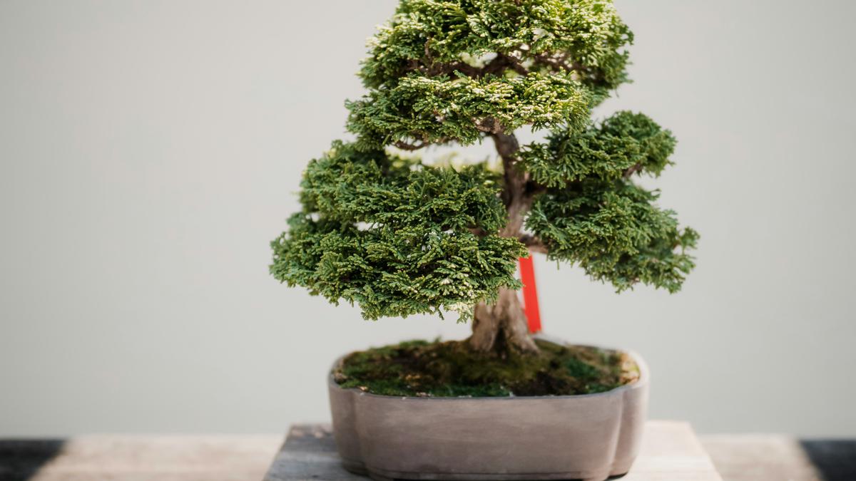 7 Jenis Tanaman Bonsai untuk Dalam Ruangan yang Cantik dan Mudah Dirawat