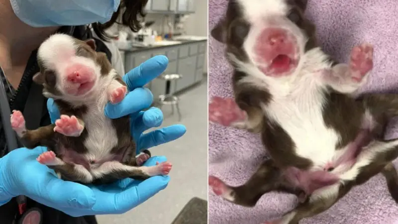 Viral, Anak Anjing Lucu Lahir dengan Enam Kaki dan Dua Ekor