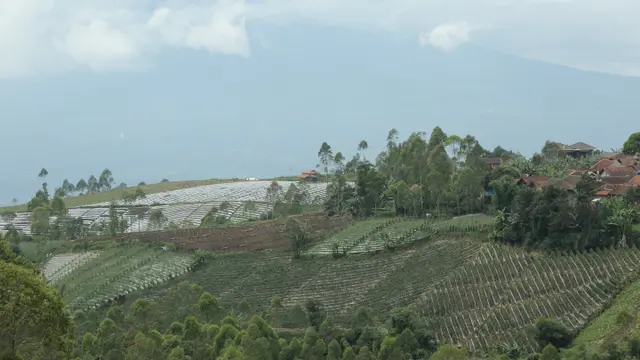 Ladang Sayur di Kawasan Pegunungan Drajat