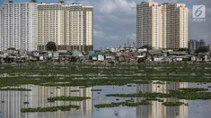 Suasana Waduk Pluit yang dipenuhi eceng gondok, Jakarta, Jumat (22/2). Pendangkalan waduk menyebabkan tanaman eceng gondok tumbuh liar di waduk pluit. (Liputan6.com/Faizal Fanani)