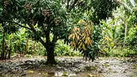 6 Tanda Pohon Kelengkeng Kelebihan Air, Kenali Sebelum Akar Membusuk