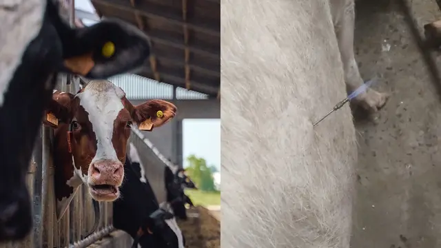 Gas Metana Sapi