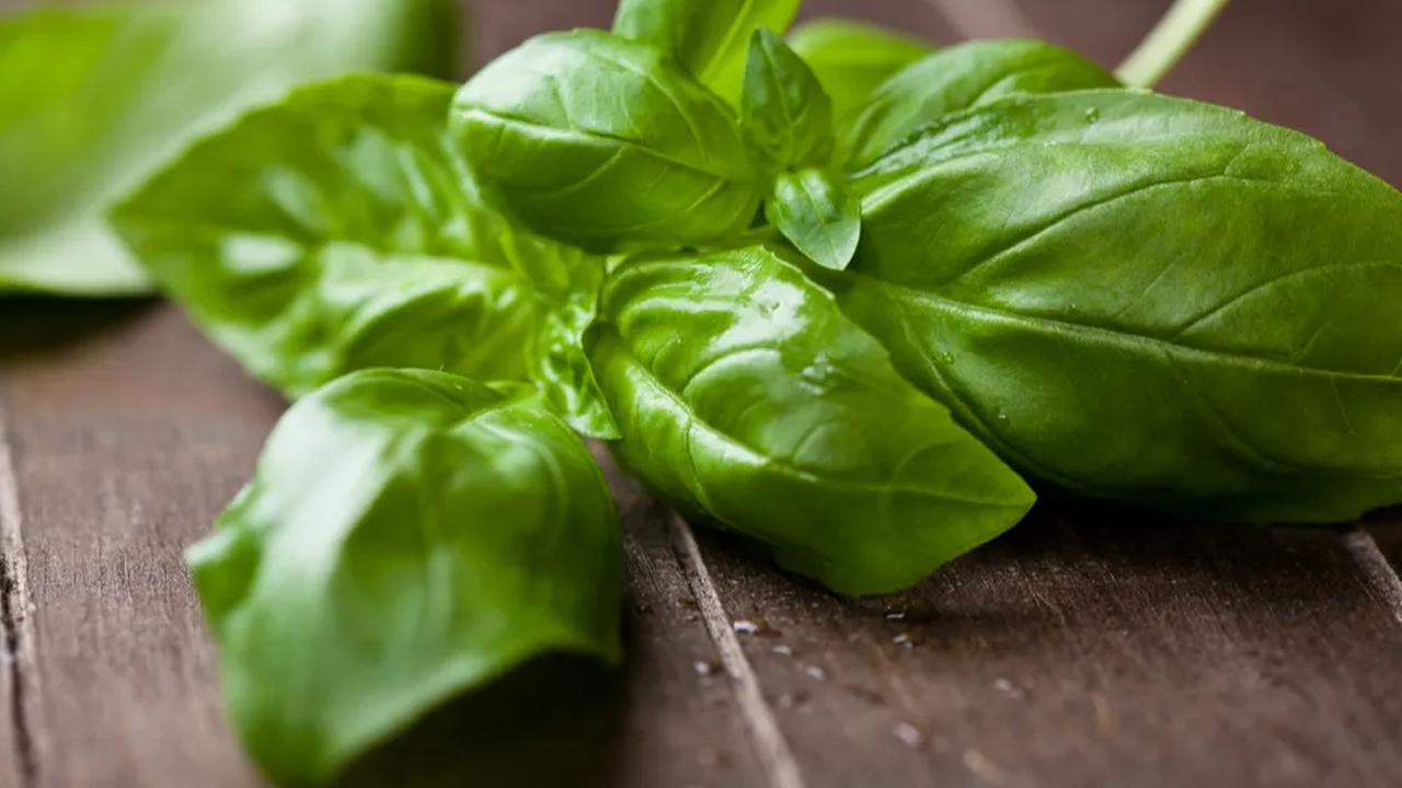 3.	Daun Kemangi