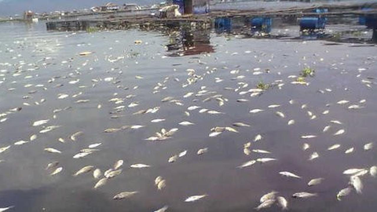 Muncul berbagai spekulasi penyebab ribuan ikan mati di Pantai Ancol