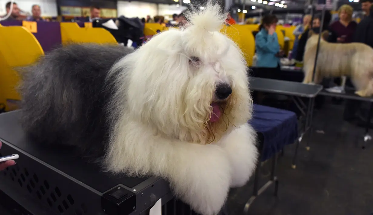 Seekor anjing jenis Old English Sheepdog mengikuti kompetisi Westminster Kennel Club 142's Dog Show Tahunan di New York (12/2). (AFP Photo/Timothy A. Clary)