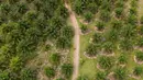 Deforestasi terjadi akibat penebangan pohon hingga pembukaan hutan secara besar-besaran untuk perkebunan kelapa sawit dan kertas. (AP Photo/Yusuf Wahil)