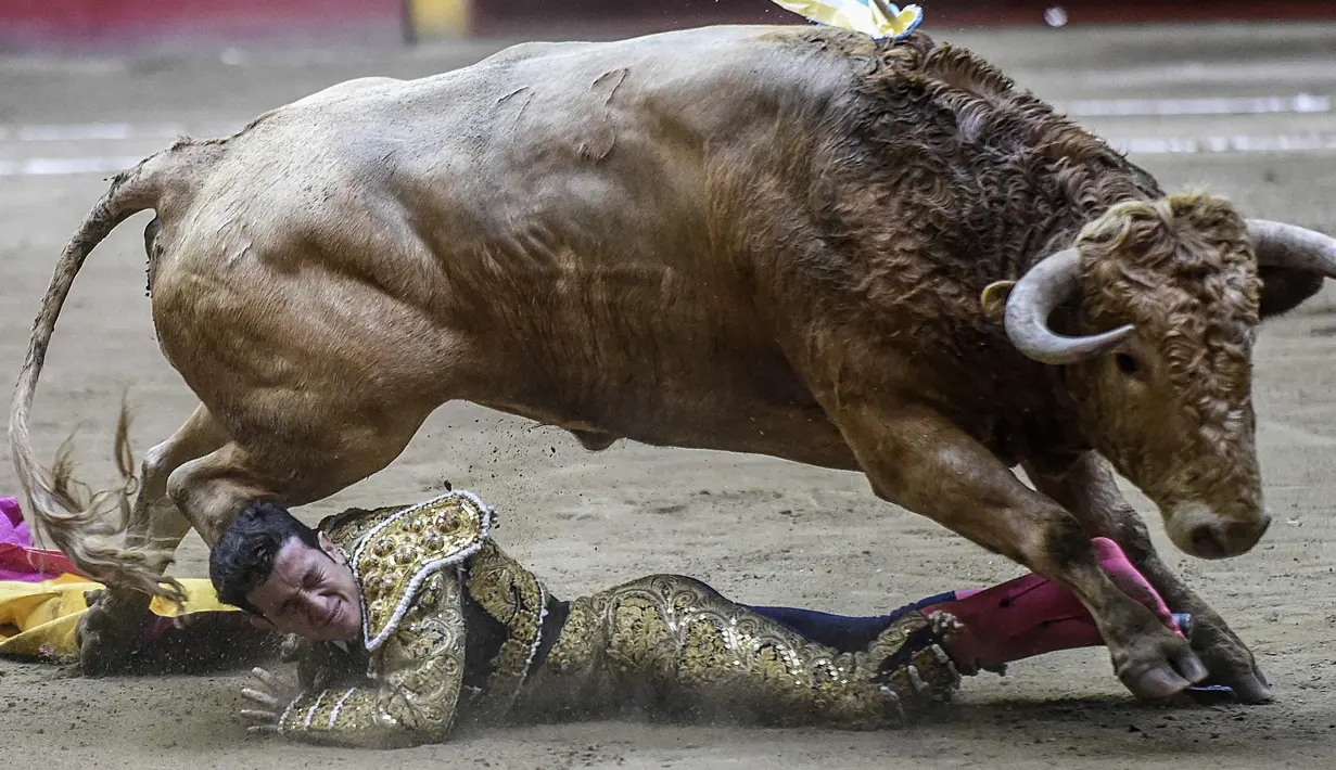 Matador asal Kolombia, Guillermo Valencia terjatuh setelah diseruduk seekor banteng saat bertarung di arena adu banteng La Macarena di Medellin, Kolombia, (3/2). (AFP Photo/Joaquin Sarmiento)