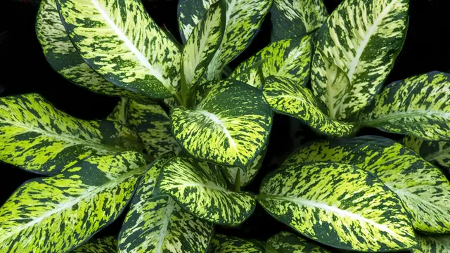 Aglaonema