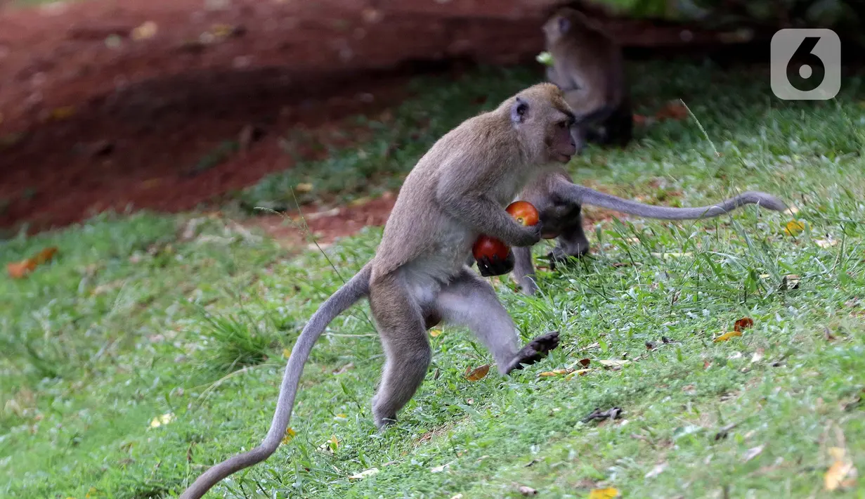 Monyet ekor panjang (Macaca Fascicularis) membawa buah yang dilemparkan warga di kawasan Suaka Margasatwa Muara Angke, Penjaringan, Jakarta, Sabtu (29/5/2021). Meski sudah ada larangan, namun pemberian makanan oleh warga kepada monyet ekor panjang masih terlihat. (Liputan6.com/Helmi Fithriansyah)
