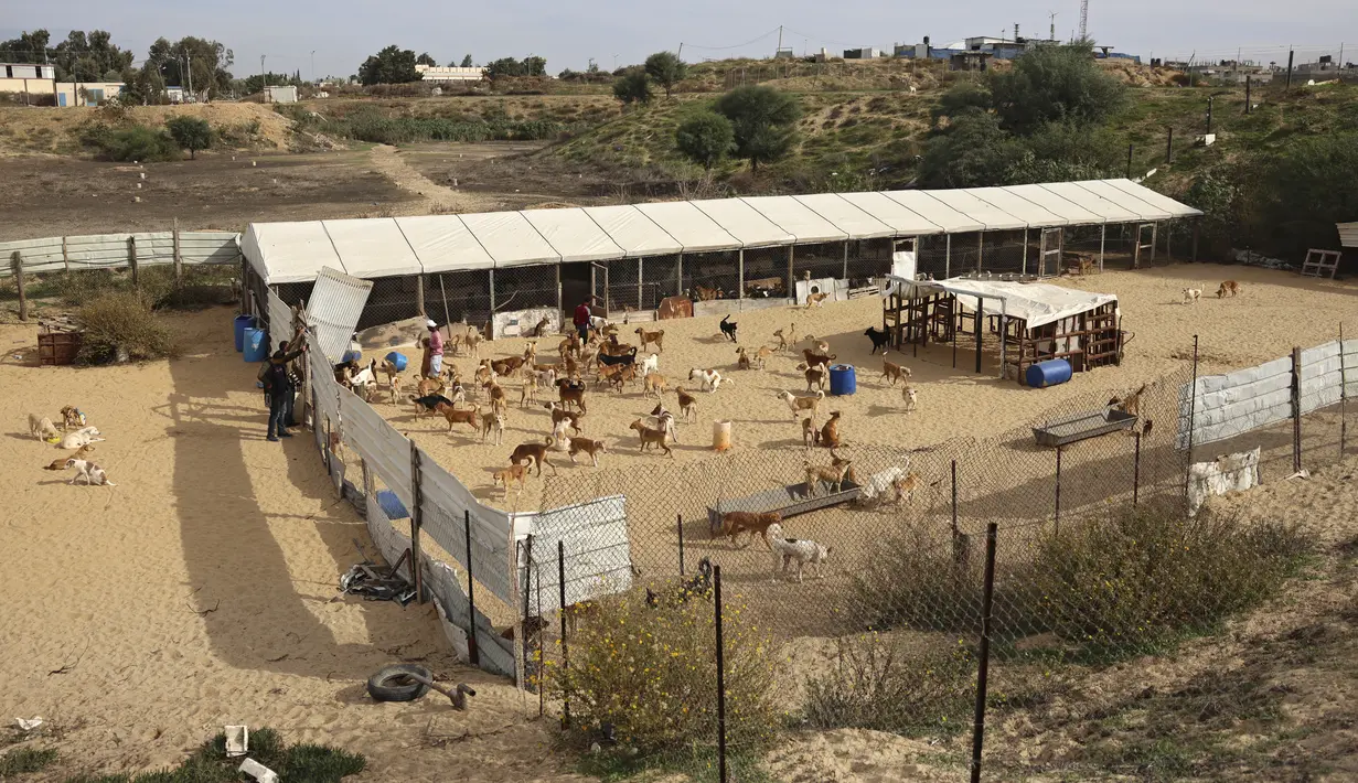 Hewan-hewan menyantap makanannya di penampungan Sulala Society for Animal Care di Kota Gaza, 16 Desember 2021. Penampungan hewan ini menggunakan roda mobil mainan dan sepeda anak-anak untuk membuat perangkat mobilitas bagi kucing dan anjing yang cacat. (MOHAMMED ABED/AFP)