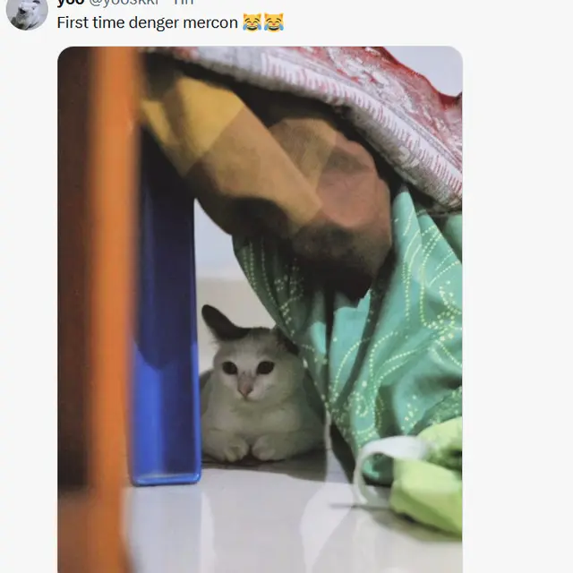 6 Potret Kucing Sembunyi Takut Dengar Kembang Api, Bikin Kasihan tapi Gemas