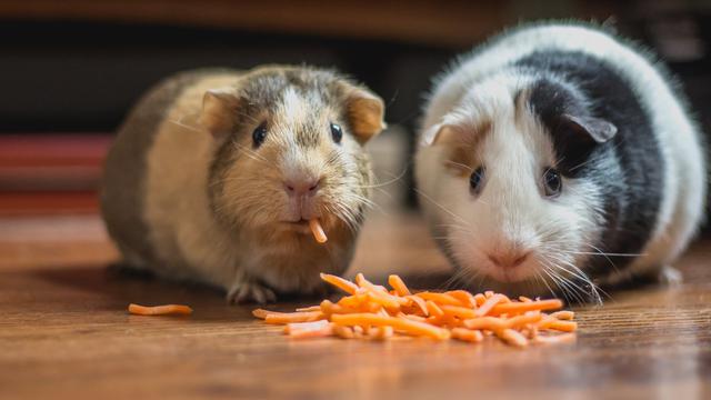 Arti Mimpi Melihat Tikus secara Umum