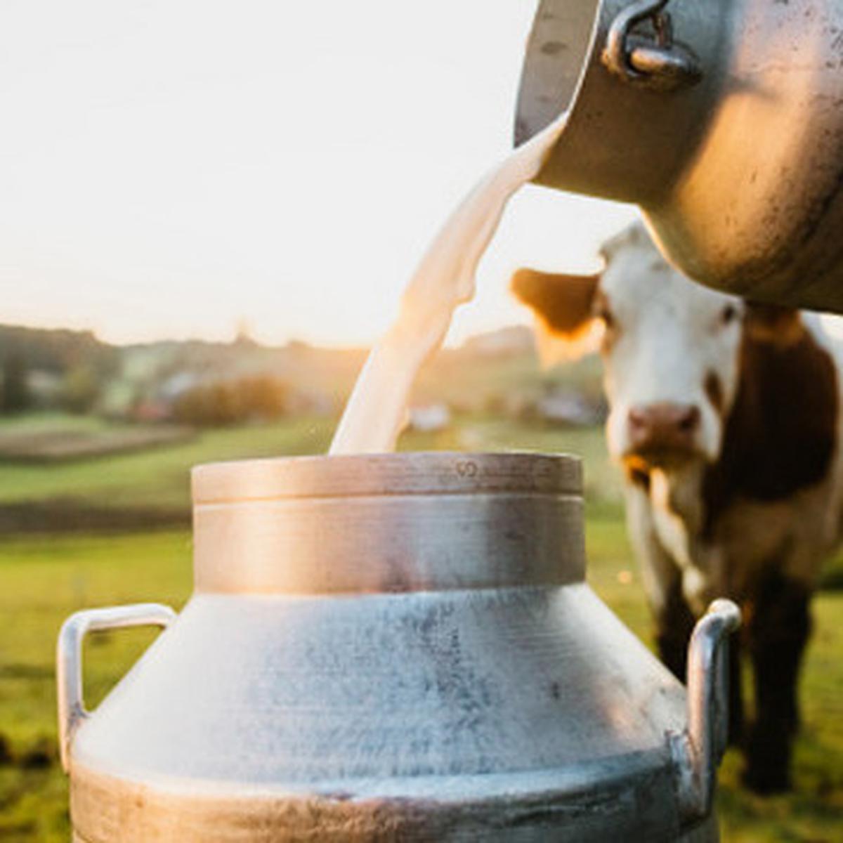 Ilustrasi susu sapi. (Unsplash/SimonSkafar)