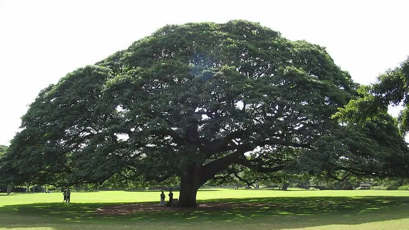 Pohon Hitachi