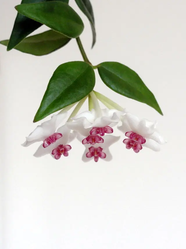 Hoya bella