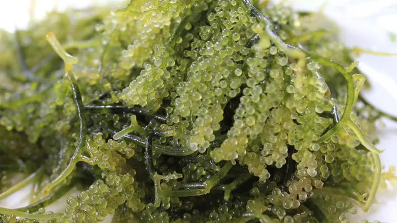 Ketahui Cara Merebus Rumput Laut, Atasi Pembengkakan Kelenjar Tiroid dan Kurangi Risiko Diabetes