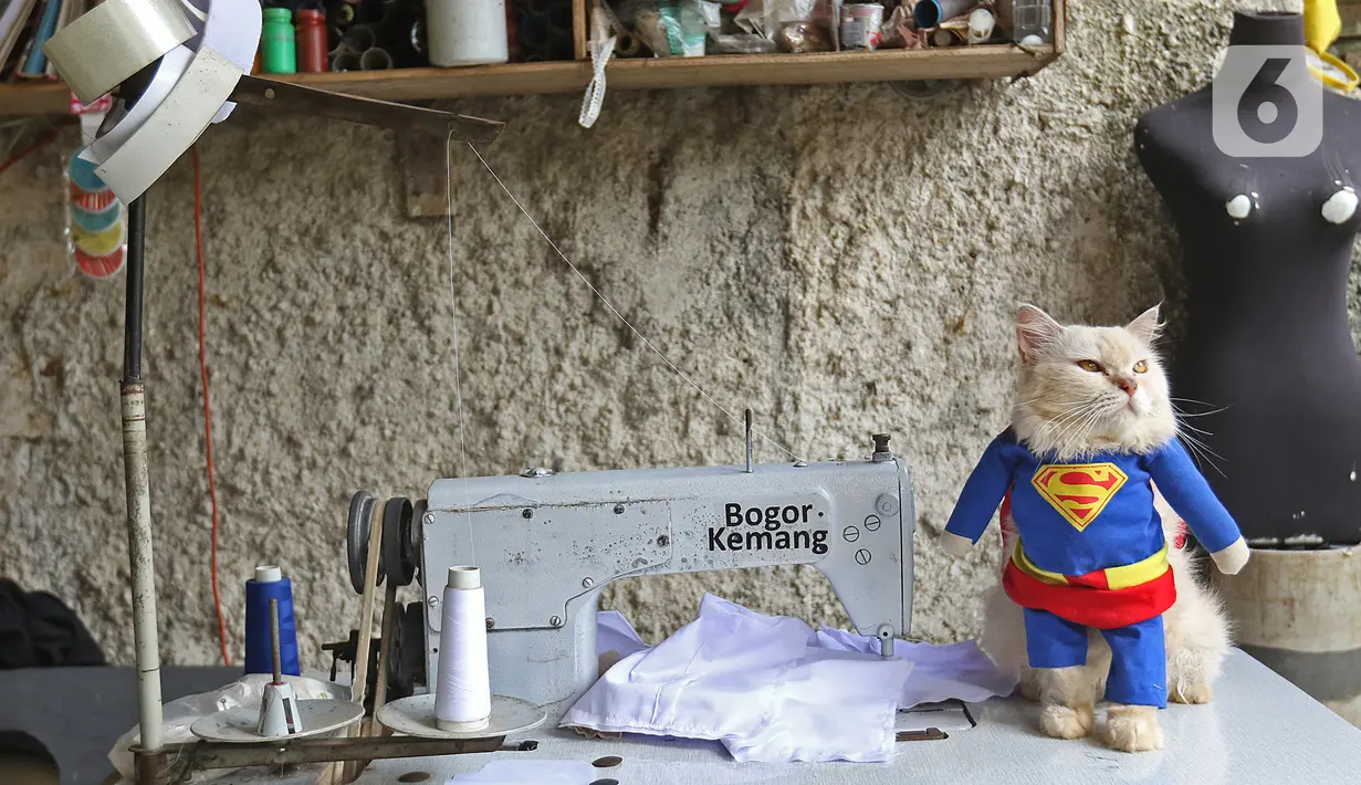 Seekor kucing menggunakan kostum superhero di rumah industri di Desa Jampang, Kabupaten Bogor, Selasa (8/12/2020). Fredi Lugina Priadi merancang kostum unik untuk kucing seperti baju dokter atau superhero dengan harga yang berkisar dari Rp38 ribu hingga Rp1,5 juta. (Liputan6.com/Herman Zakharia)