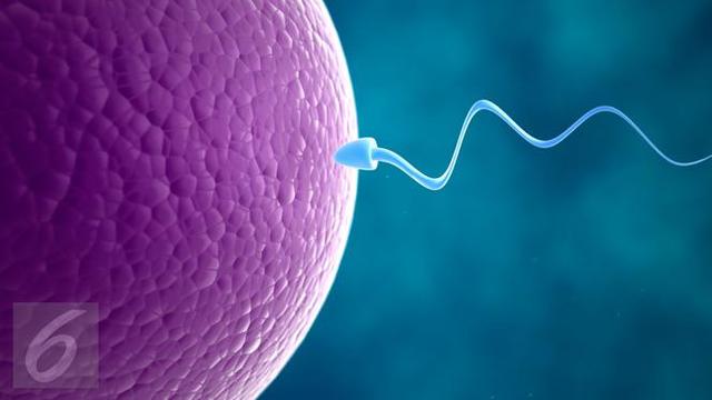 20151102-Ilustrasi Sperma atau Sel Reproduksi Laki-laki