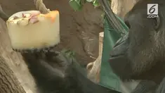 Kebun Binatang Praha di Republik Ceko memberikan es krim dari buah-buahan untuk gorila dataran rendah. Lantaran wilayah tersebut tengah dilanda cuaca panas 32 derajat Celcius.