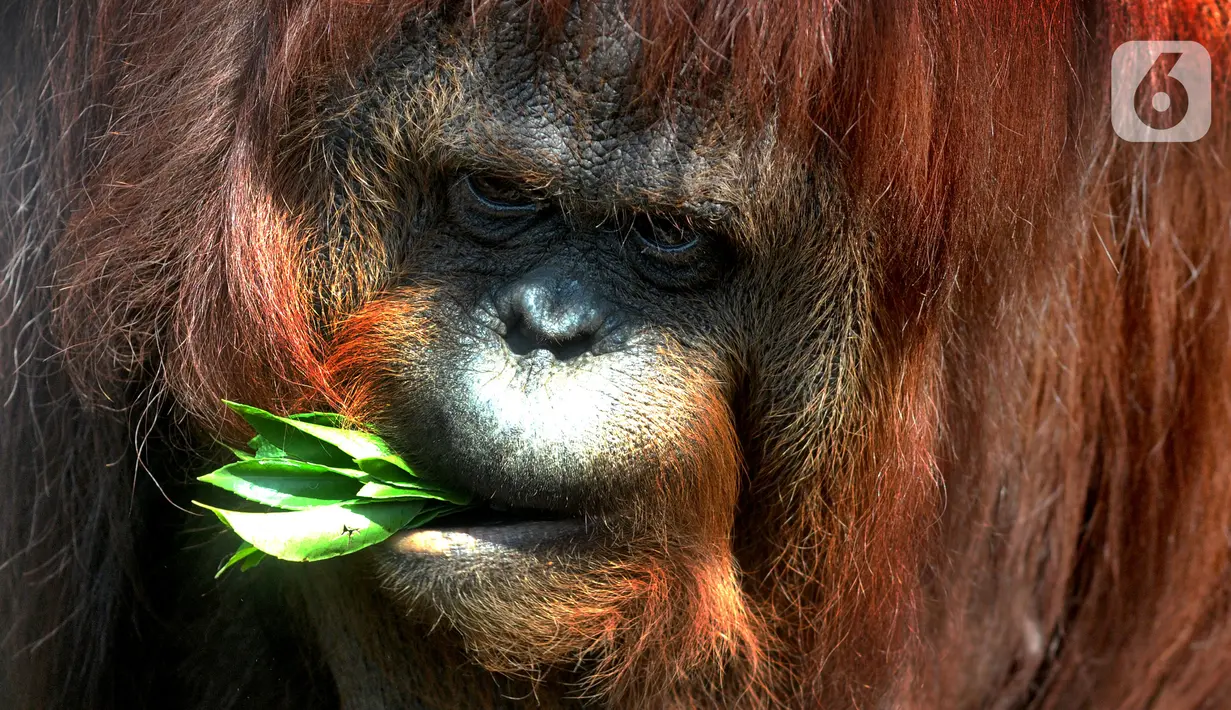 Orangutan Sumatra (Pongo Abelii) memakan dedaunan di Taman Margasatwa Ragunan (TMR), Jakarta, Selasa (23/2/2021). Walau masih tutup akibat pendemi COVID-19, pelayanan terhadap satwa di TMR tetap berjalan setiap hari dan sesuai protokol kesehatan. (merdeka.com/Arie Basuki)