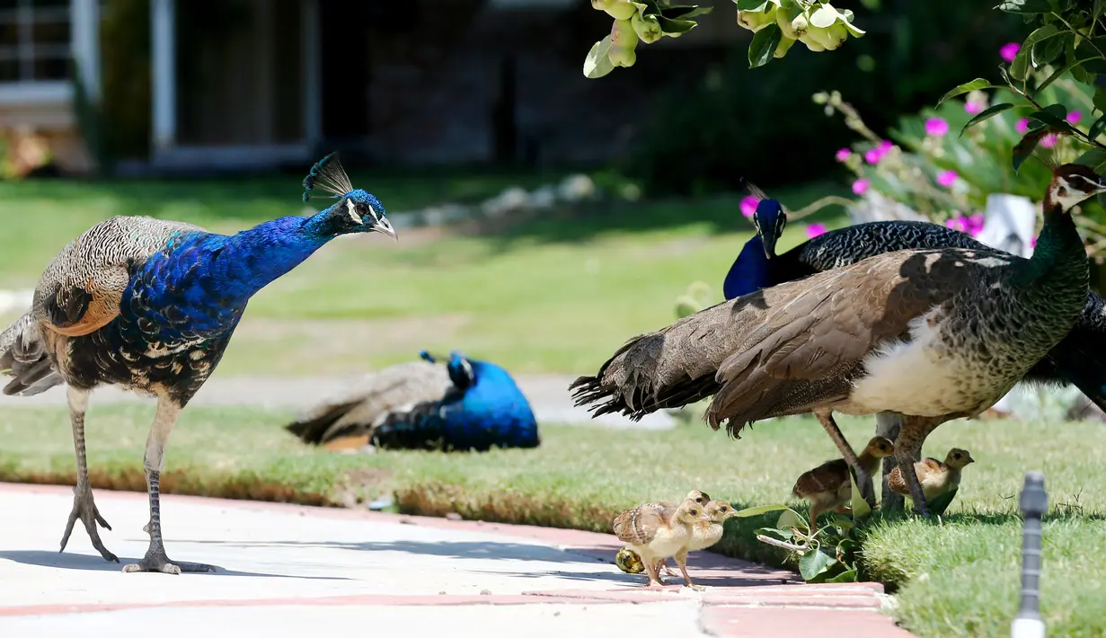 Burung merak berkumpul di jalan masuk rumah penduduk di Arcadia, California, Selasa (8/6/2021). Burung merak akhir-akhir ini menjadi gangguan bagi sebagian warga di wilayah tempat mereka berkeliaran bebas setelah program relokasi burung merak terhenti selama pandemi. (Mario Tama/Getty Images/AFP)